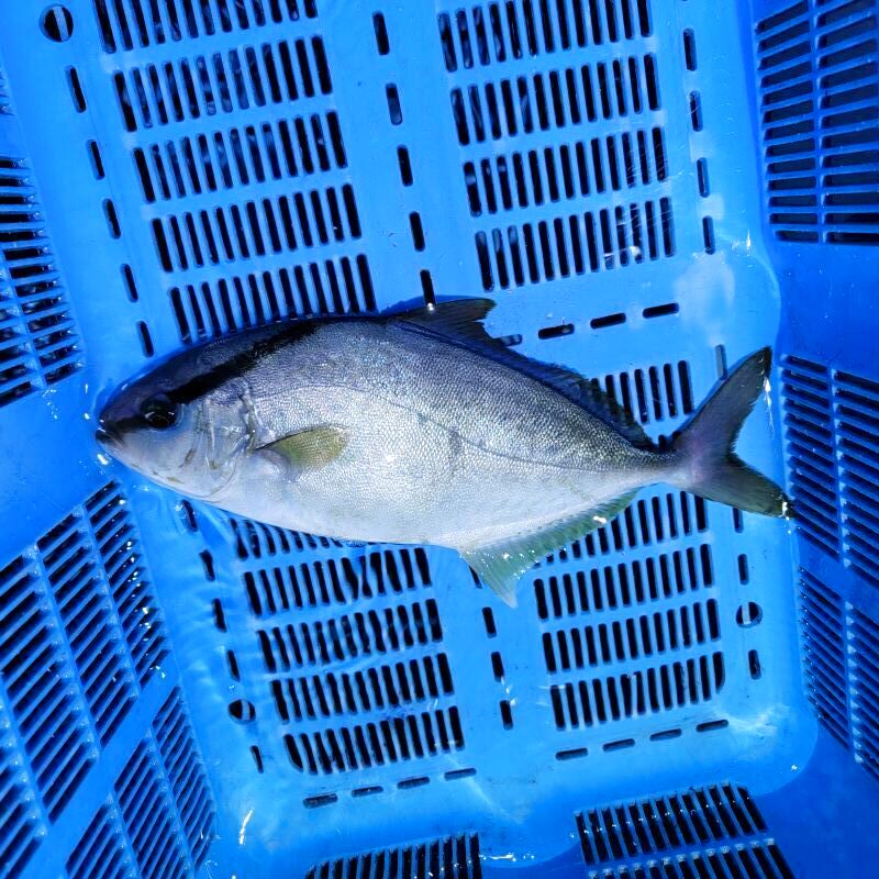 画像1: 《近海産海水魚》【レア種】ヒレナガカンパチ…近海ハンドコート採取