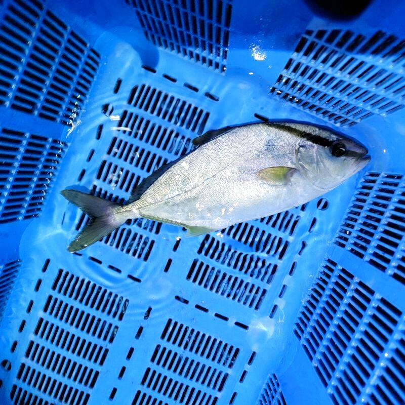 画像2: 《近海産海水魚》【レア種】ヒレナガカンパチ…近海ハンドコート採取