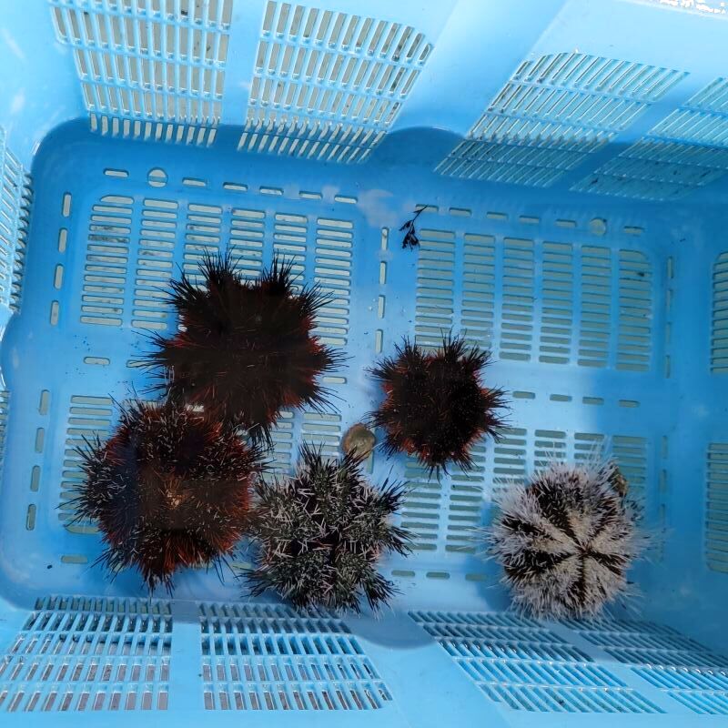 画像1: 《近海産海洋生物》シラヒゲウニ（フリー個体）…ハンドコート採取