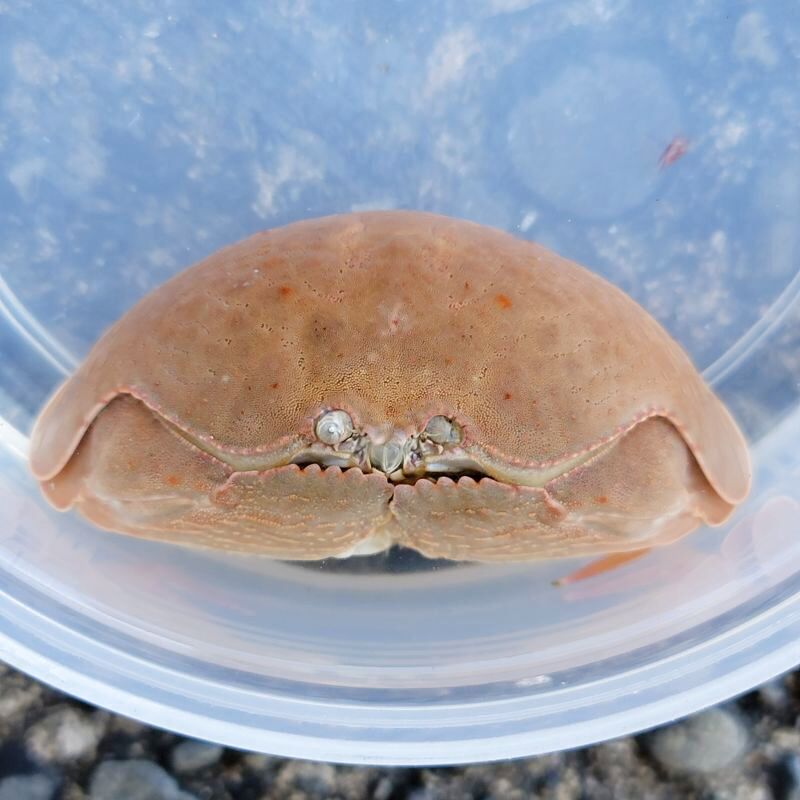 画像3: 《近海産甲殻類》マルソデカラッパ（Sサイズのフリー個体）