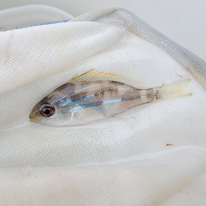 画像3: 《近海産海水魚》ヨスジフエダイ幼魚(画像の個体です)…ハンドコート採取