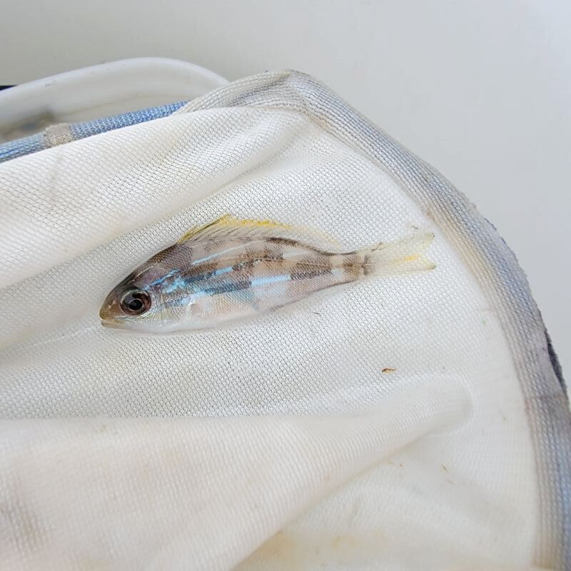 画像1: 《近海産海水魚》ヨスジフエダイ幼魚(画像の個体です)…ハンドコート採取