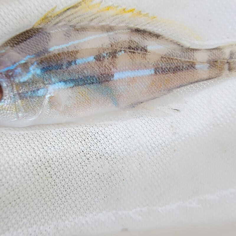 画像2: 《近海産海水魚》ヨスジフエダイ幼魚(画像の個体です)…ハンドコート採取