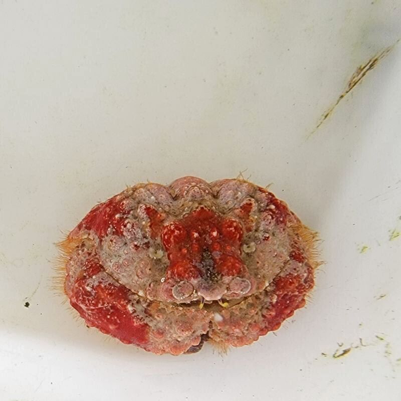 画像3: 《近海産甲殻類》コブカラッパ(甲幅4センチ±)…ハンドコート採取