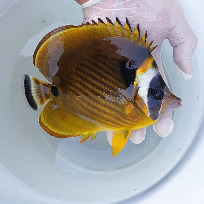 海水魚 ツキチョウ 生体 約7-8㎝ ／アクアリウム サンゴ ヤッコ 珊瑚 近海 チョウチョウウオ - 魚類、水生生物