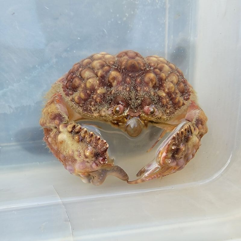 画像1: 《近海産甲殻類》マルコブカラッパ(甲幅5センチ±)…ハンドコート採取