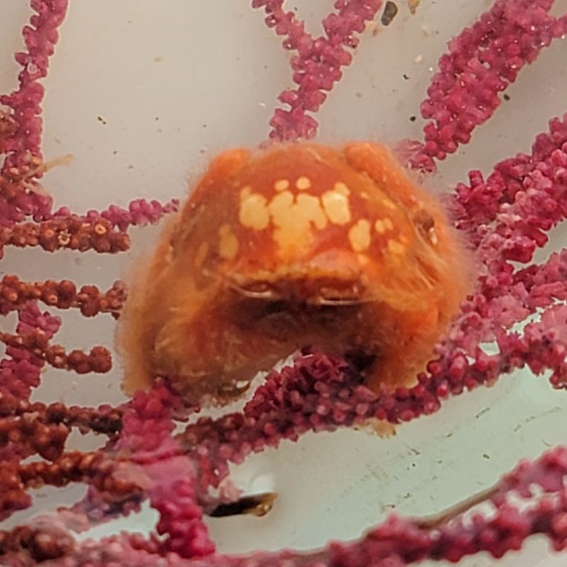 画像4: 《近海産甲殻類》キヌゲカムリ（画像の個体です）…ハンドコート採取