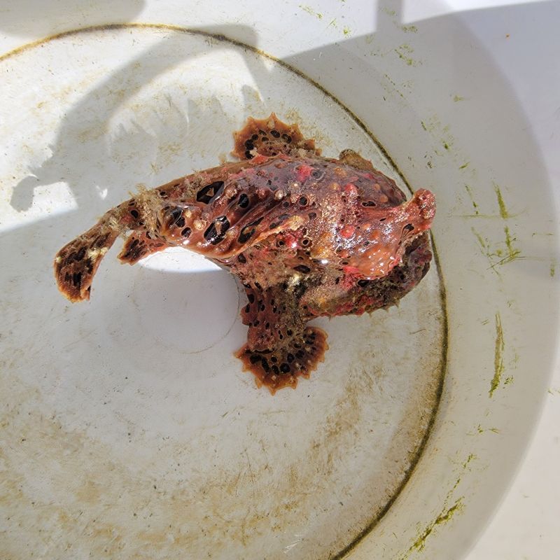 画像4: 《近海産海水魚》【美模様】オオモンカエルアンコウ（画像の個体です）…ハンドコート採取