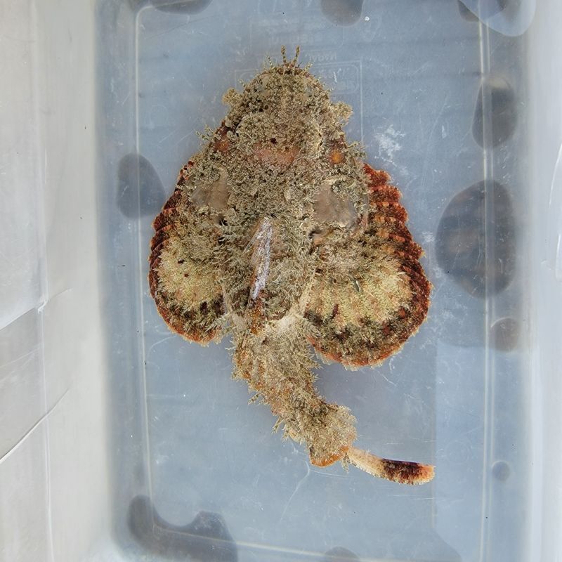 画像3: 《近海産海水魚》サツマカサゴ（SMサイズのフリー個体）…ハンドコート採取