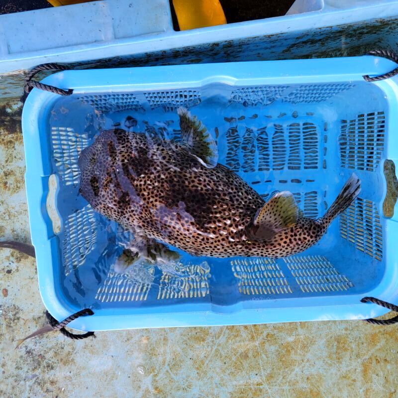 画像3: 《近海産海水魚》ネズミフグ(Lサイズ)…ハンドコート採取