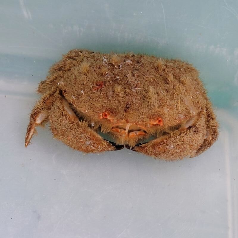 画像3: 《近海産甲殻類》タマオウギガニ？（画像の個体です）…ハンドコート採取