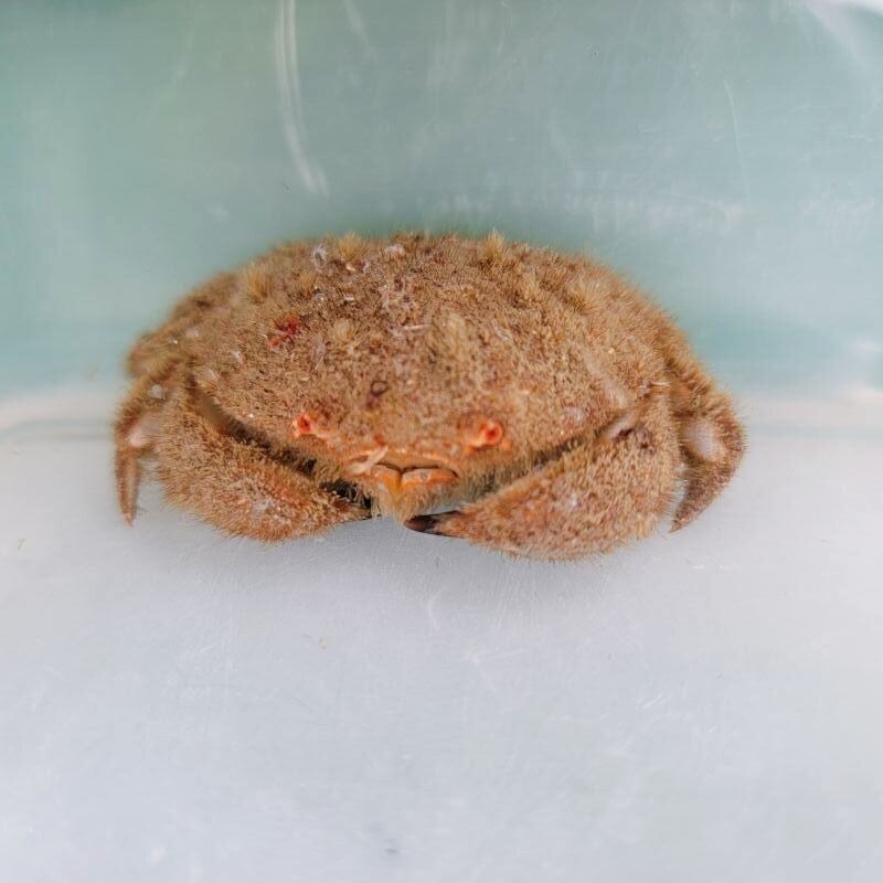 画像1: 《近海産甲殻類》タマオウギガニ？（画像の個体です）…ハンドコート採取
