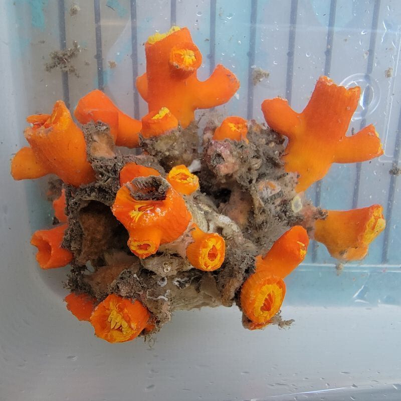画像1: 《近海産海洋生物》エントウキサンゴ(ブロック型)