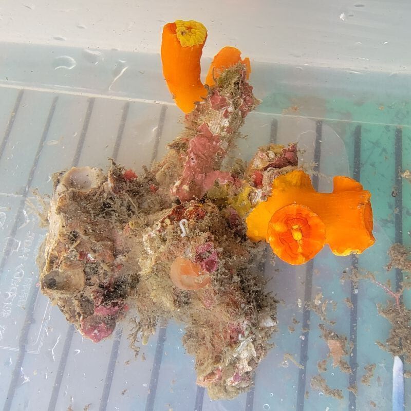 画像1: 《近海産海洋生物》エントウキサンゴ