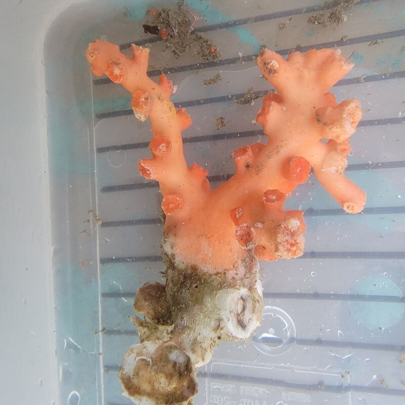 画像2: 《近海産海洋生物類》ボシュマキサンゴ（画像の個体です）