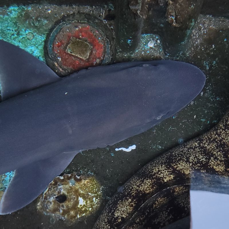 海水魚 エイラクブカ 一匹