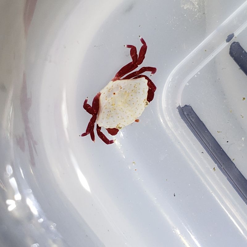画像2: 《近海産甲殻類》オウギガニの一種…ハンドコート採取