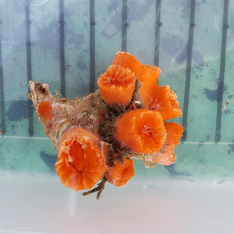 画像2: 《近海産海洋生物》シロバナキサンゴ（画像の個体です)