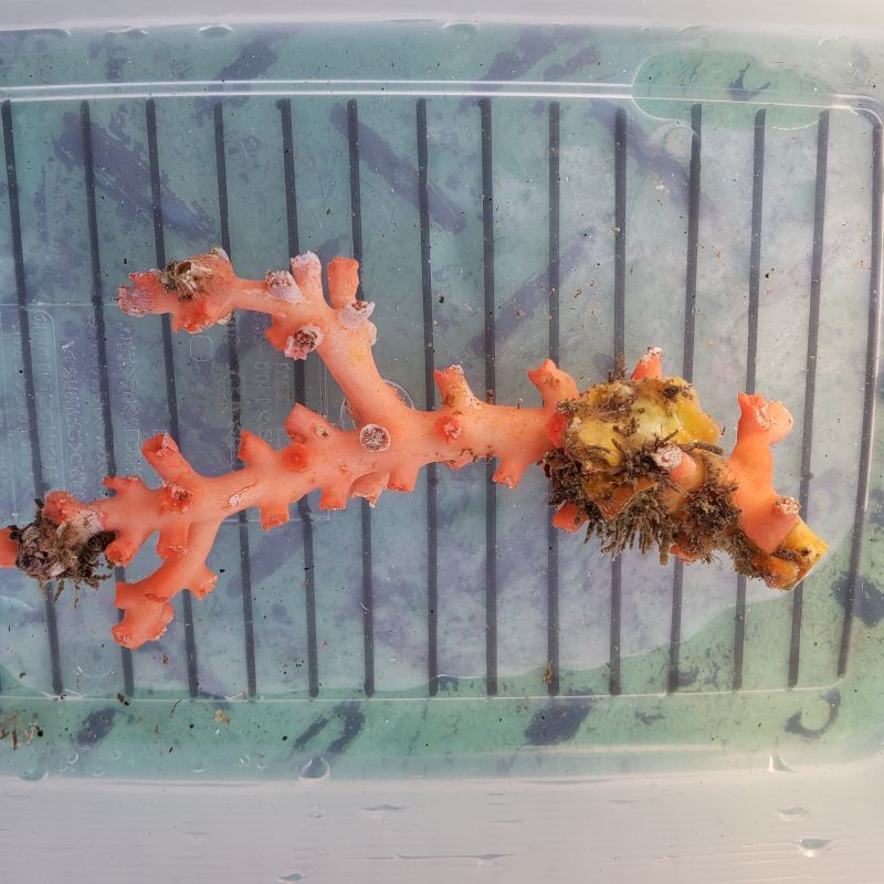 画像2: 《近海産海洋生物》ボシュマキサンゴ（画像の個体です)
