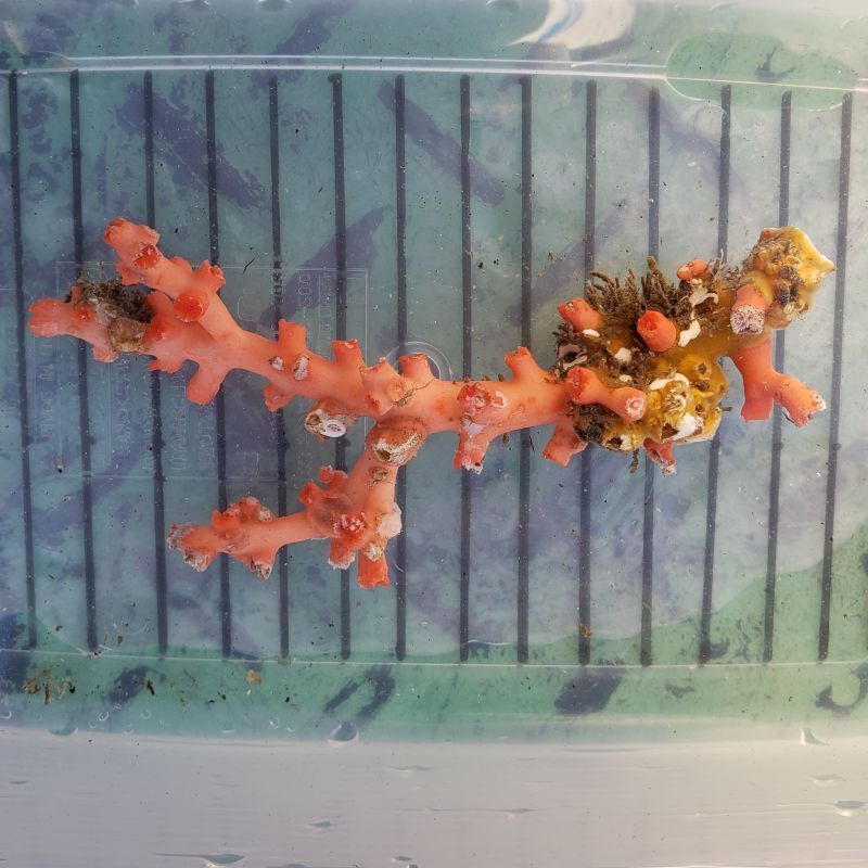 画像3: 《近海産海洋生物》ボシュマキサンゴ（画像の個体です)