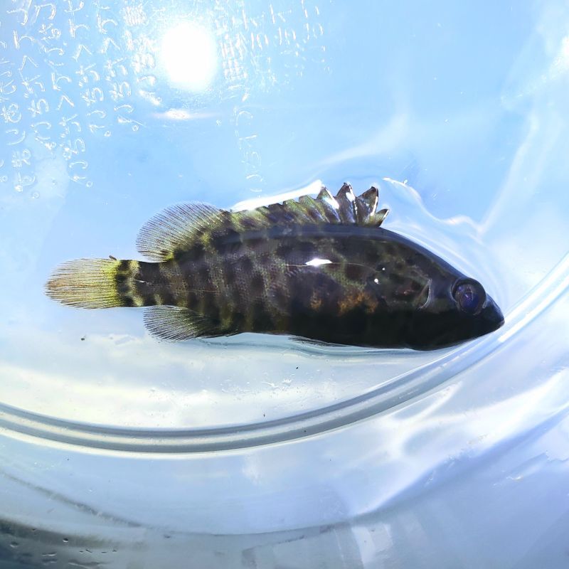 画像2: 《近海産海水魚》チャイロマルハタ幼魚【レアサイズ】…当店ハンドコート採取