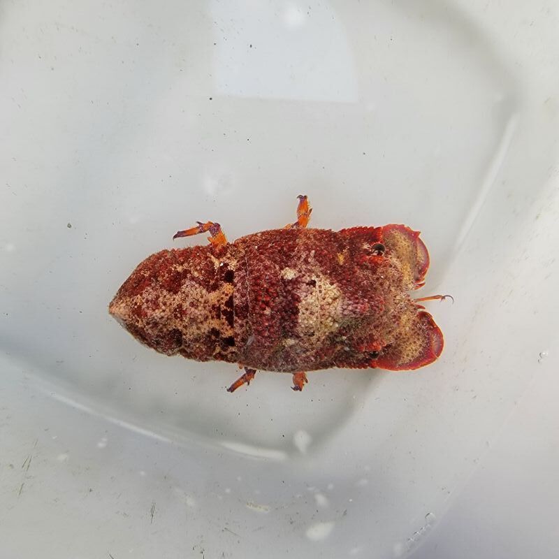 画像3: 《近海産甲殻類》セミエビ（Sサイズ）画像の個体です…ハンドコート採取【おすすめ】