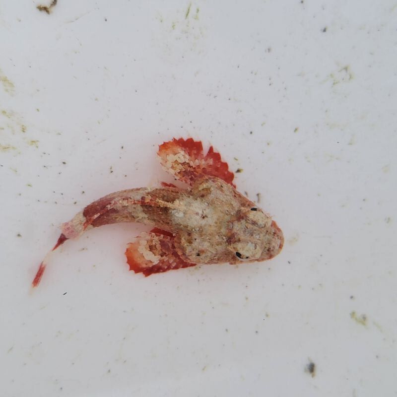 画像2: 《近海産海水魚》ヒメサツマカサゴ（画像の個体です）…ハンドコート採取