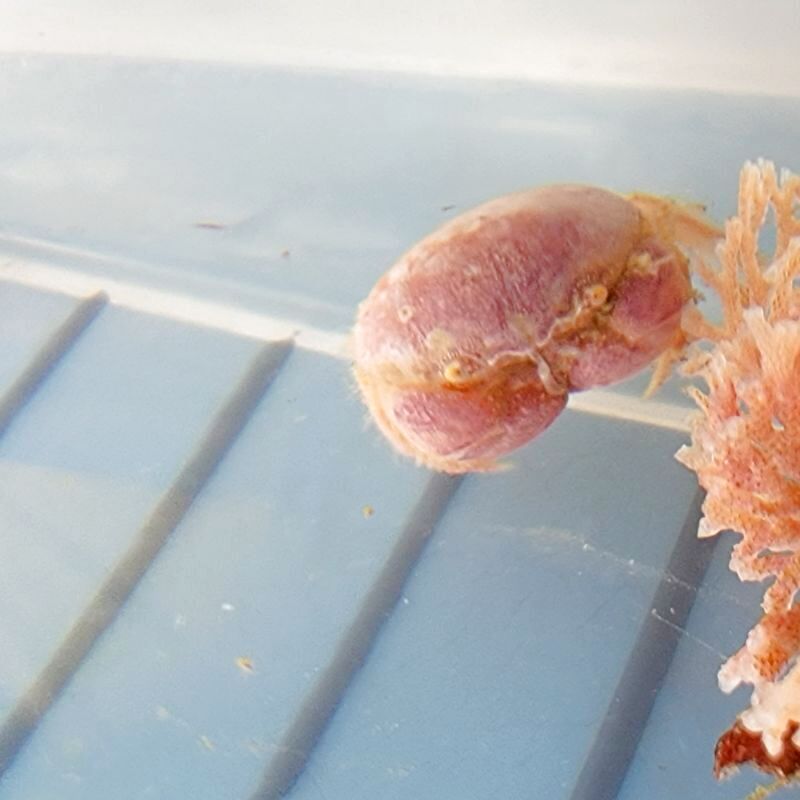 画像2: 《近海産甲殻類》マルタマオウギガニ(ベビーサイズのフリー個体)…ハンドコート採取