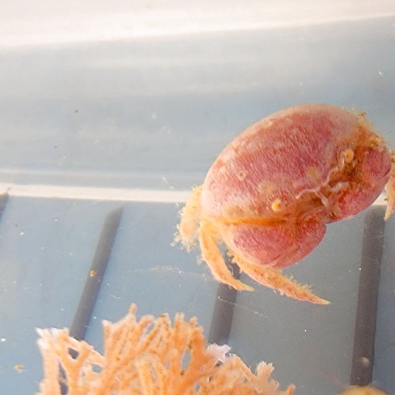 画像3: 《近海産甲殻類》マルタマオウギガニ(ベビーサイズのフリー個体)…ハンドコート採取