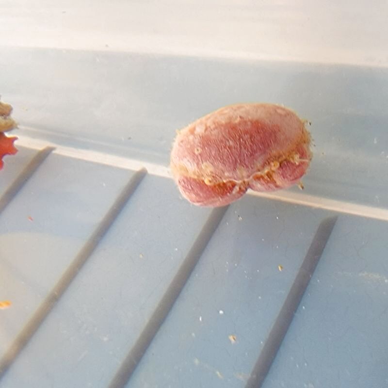画像1: 《近海産甲殻類》マルタマオウギガニ(ベビーサイズのフリー個体)…ハンドコート採取