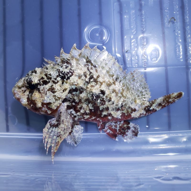 画像4: 《近海産海水魚》フサカサゴ科の一種（画像の個体です）・・ハンドコート採取