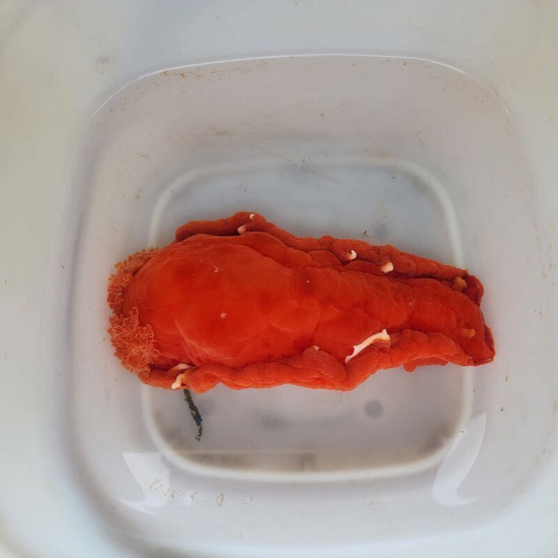 画像3: 《近海産甲殻類》☆★ミカドウミウシ…ハンドコート採取