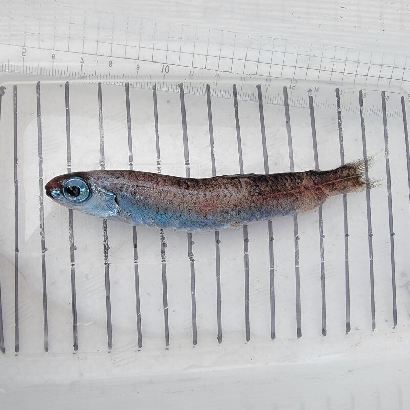 冷凍 深海魚 海水魚 ラブカ♂ 150cm 状態良好 標本用 剥製用 素材 冷凍 