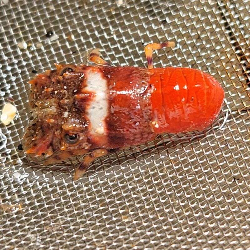 画像1: 《近海産甲殻類》【珍サイズ】ヒメセミエビ（画像の個体です)…ハンドコート採取