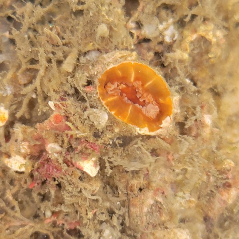 画像3: 《近海産海洋生物》タコアシサンゴの仲間(土台15センチ±)