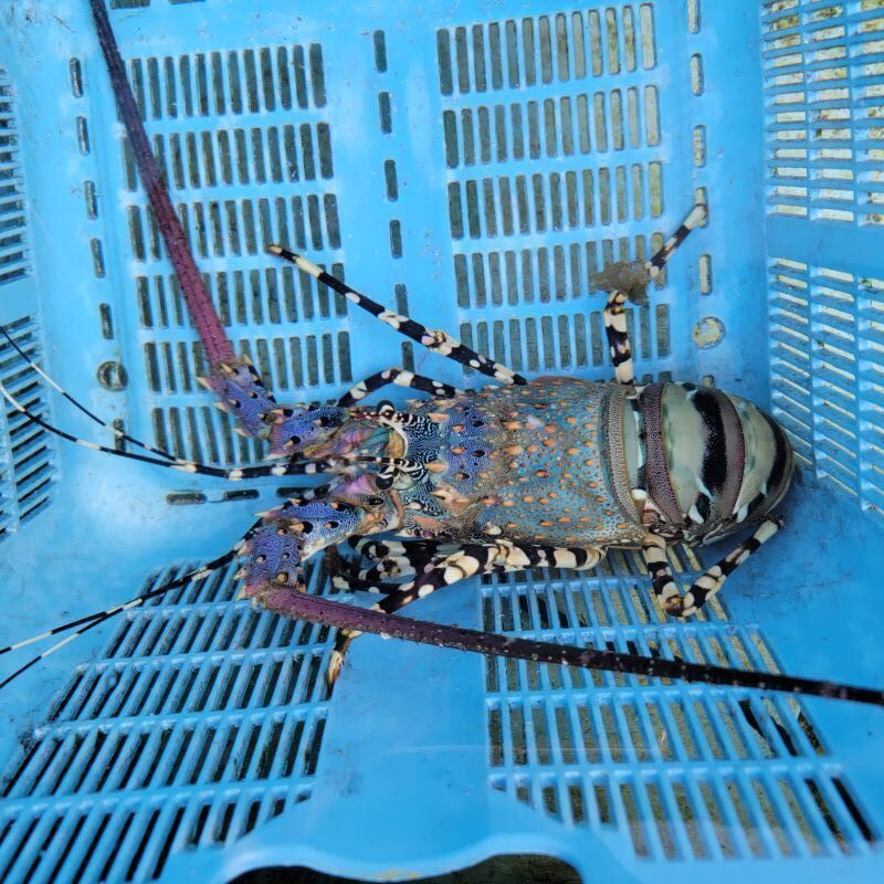 画像3: 《近海産甲殻類》ニシキエビ（Lサイズ）歩足1欠…ハンドコート採取