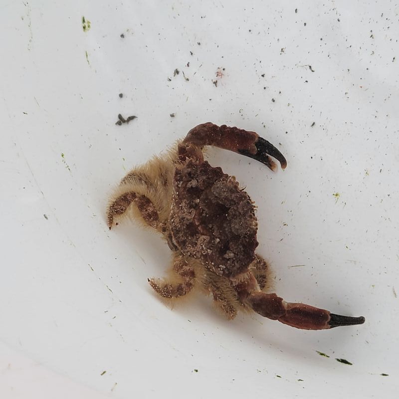 画像1: 《近海産甲殻類》オウギガニ科の1種No.2…ハンドコート採取