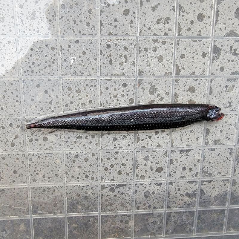 画像1: 《外洋性深海魚》【88】ワニトカゲギス目の1種（画像の個体です）…冷凍個体