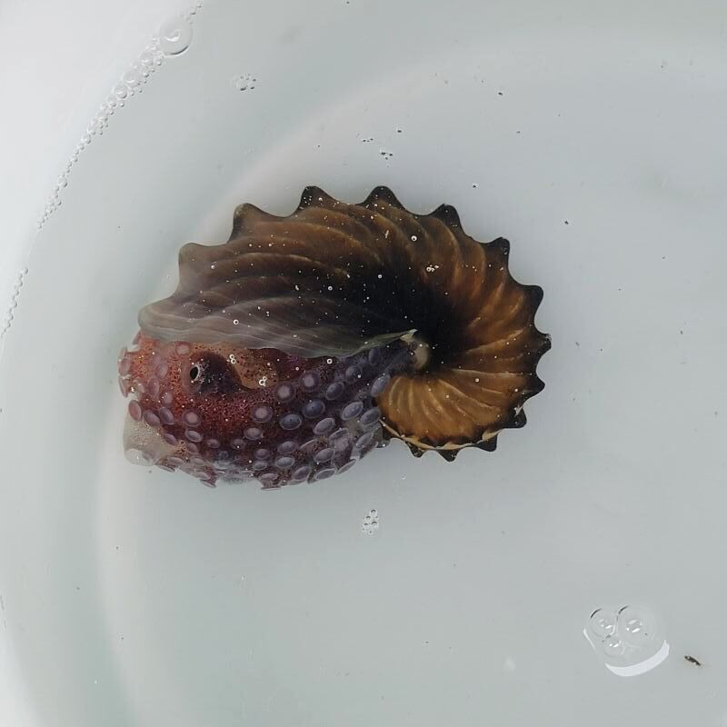 画像1: 《近海産甲殻類》☆☆タコブネ（Lサイズ）画像の個体です…ハンドコート採取