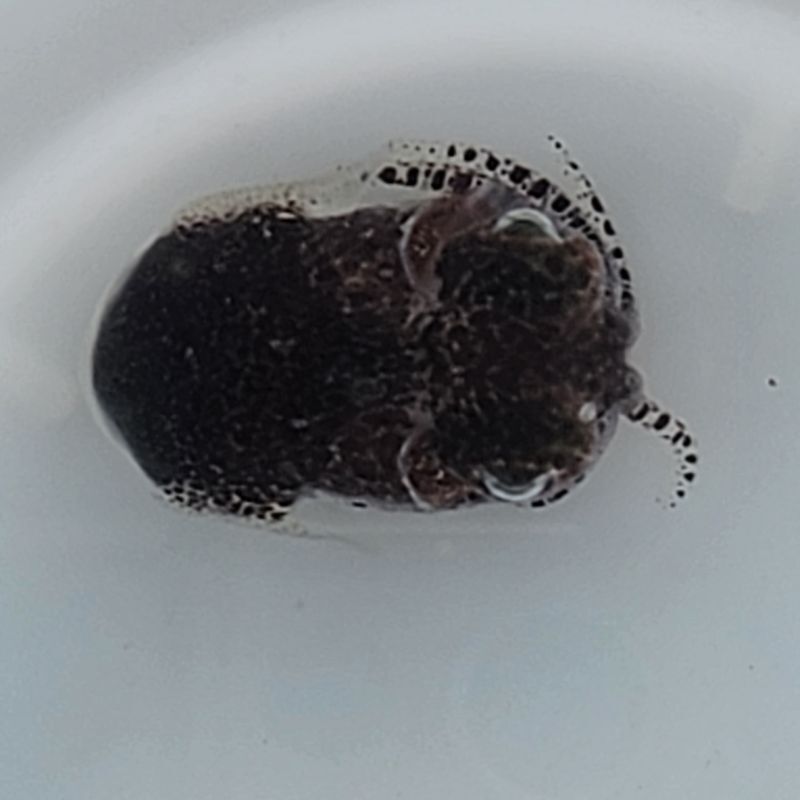 画像3: 《近海産甲殻類》ミミイカ(パウダー底砂付き)…ハンドコート採取