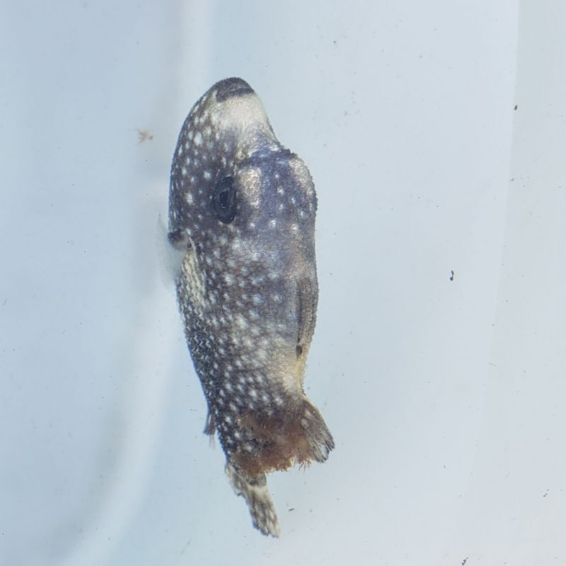 画像2: 《近海産海水魚》アミモンガラ幼魚  刺胞動物類寄生…ハンドコート採取
