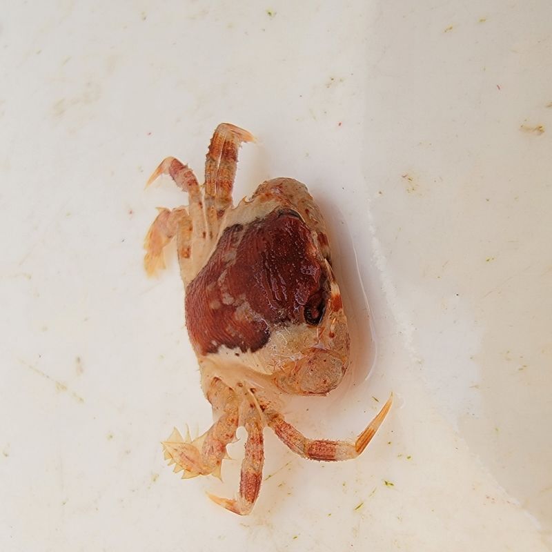 画像4: 《近海産甲殻類》【珍カラー】ガザミの仲間…ハンドコート採取
