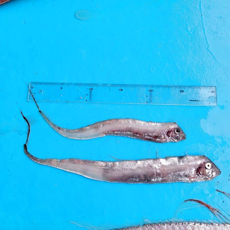 画像1: 《外洋性深海魚》☆★☆テンガイハタ (画像の個体です)2匹セット【冷凍】506・・