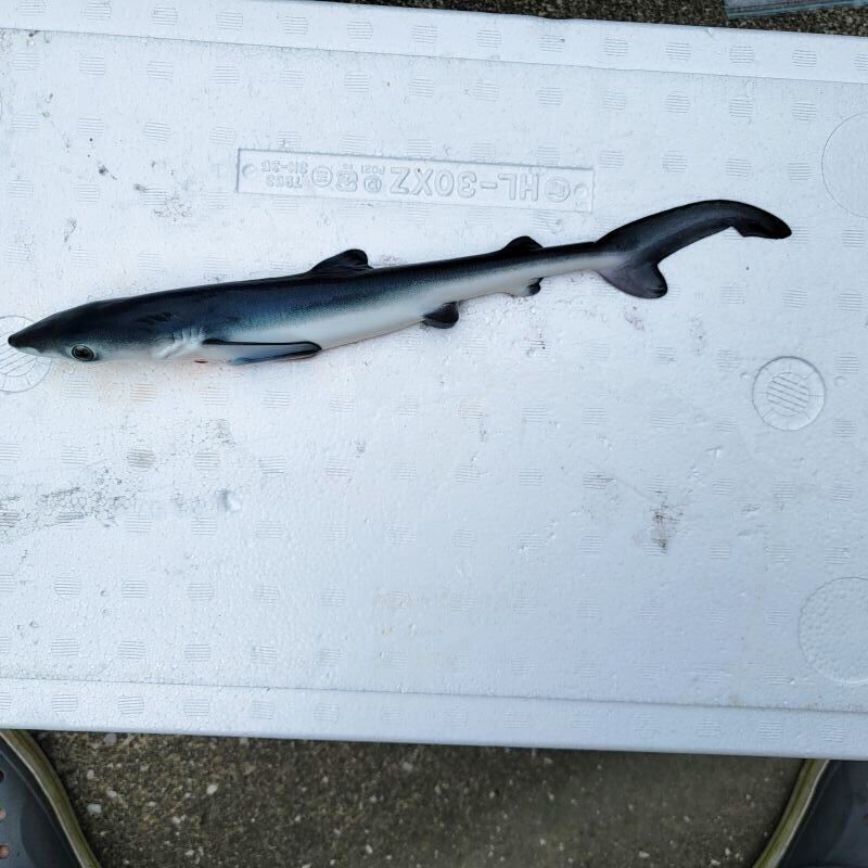 画像2: 《外洋性海水魚》【冷凍】☆★☆ヨシキリザメ幼魚（30センチ前後)‥近海採取