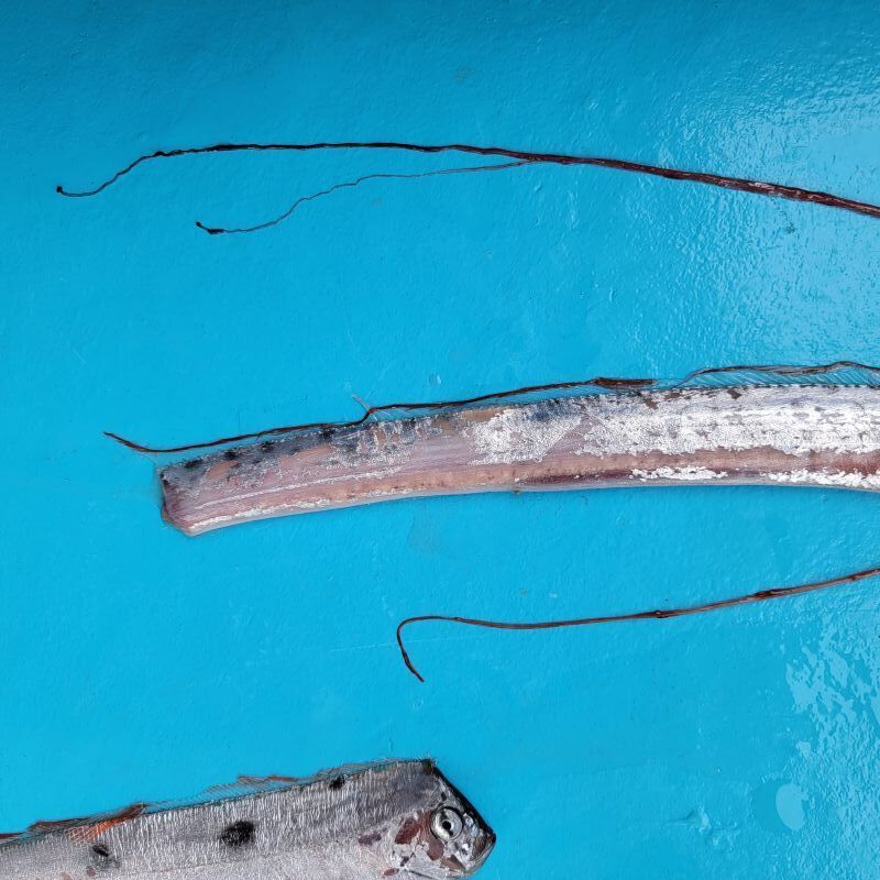 近海産海水魚、海洋生物、深海生物、深海魚