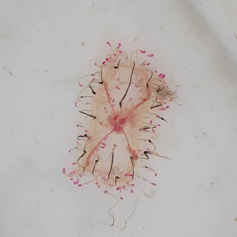 画像3: 《近海産海洋生物類》ハナガサクラゲ（1匹）…ハンドコート採取