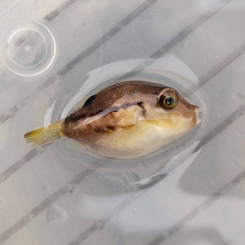 画像1: 《近海産海水魚》キタマクラの幼魚(2匹セット)‥当店ハンドコート採取