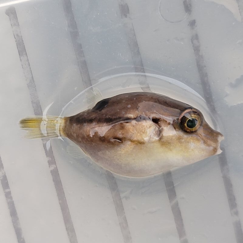 画像5: 《近海産海水魚》キタマクラの幼魚(2匹セット)‥当店ハンドコート採取