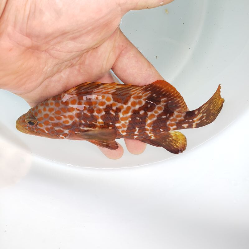 画像1: 《近海産海水魚》キジハタ（Mサイズのフリー個体）・・ハンドコート採取