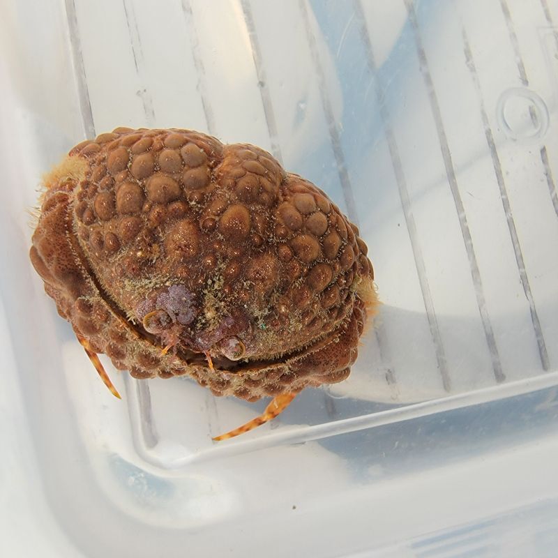 画像3: 《近海産甲殻類》マルコブカラッパ(画像の個体です)…ハンドコート採取